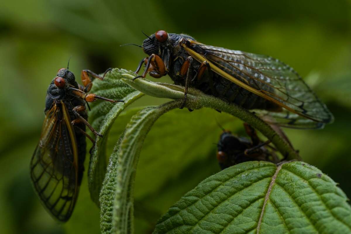 The noisy cicadas are sticking around longer in San Antonio this fall ...