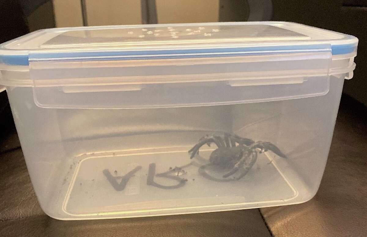 Behold: the fake tarantula that was discovered on the roof of a house in San Mateo. A concerned neighbor thought it was a real animal, according to the Peninsula Humane Society, which responded to the call.