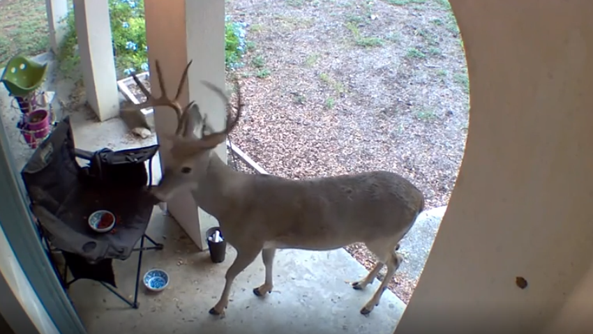 Video Deer caught on camera eating cat food outside a Northwest