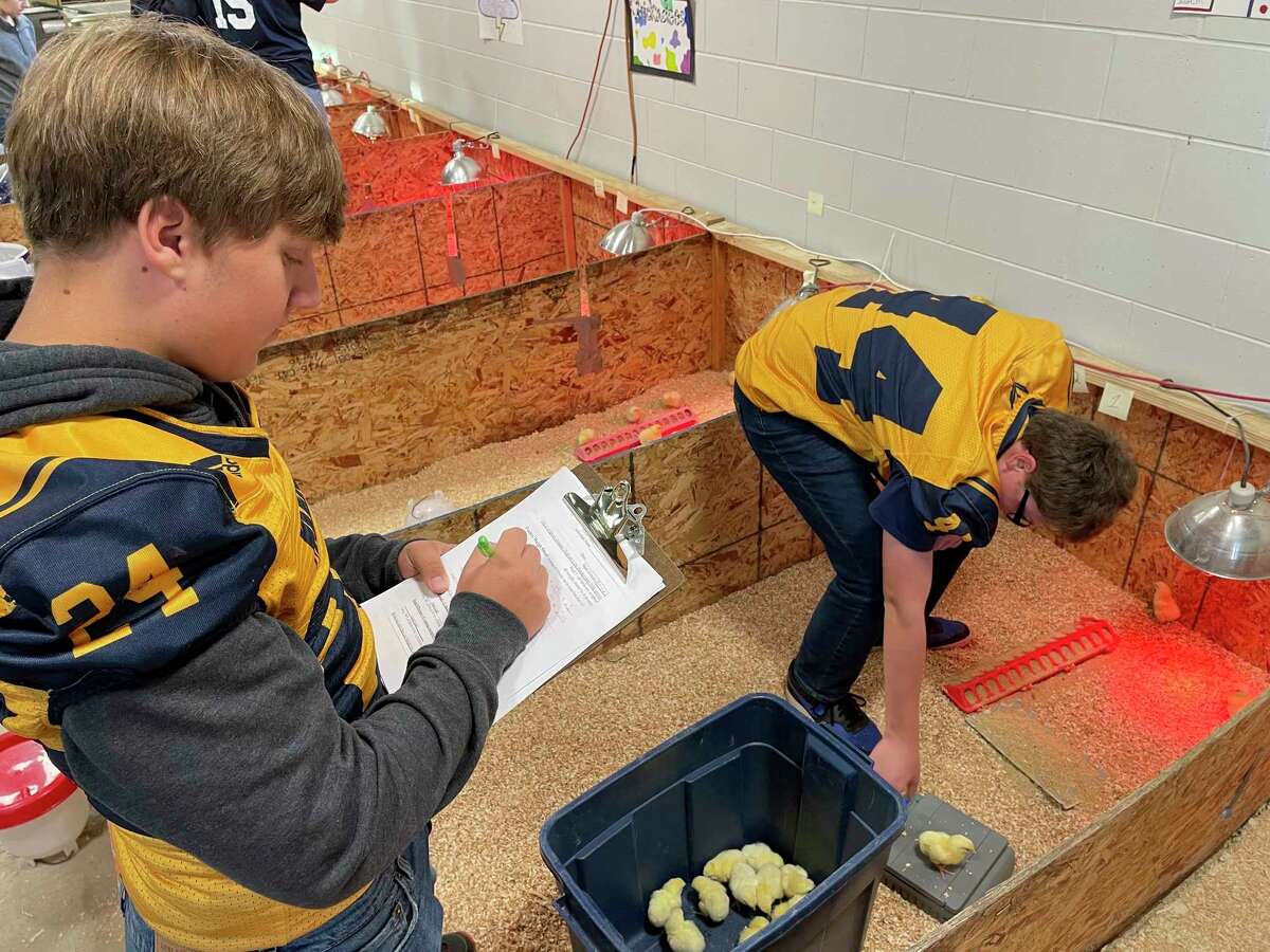 FFA students study baby chicks, part of an annual program to teach them responsibility and about where their food comes from. (Achsah Butchart/Courtesy Photo)