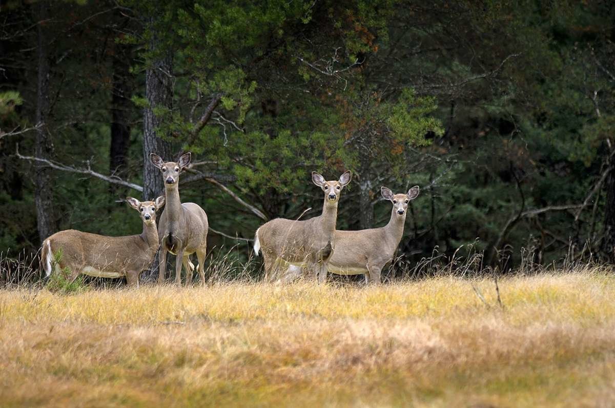 What to keep in mind when hunting the Manistee National Forest