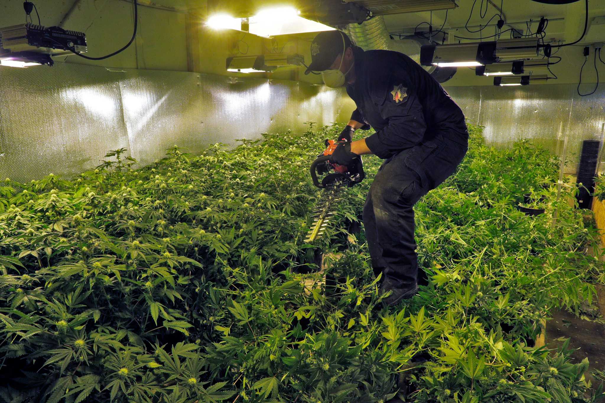 California Police 'Are Letting' Legal Marijuana Business Get
