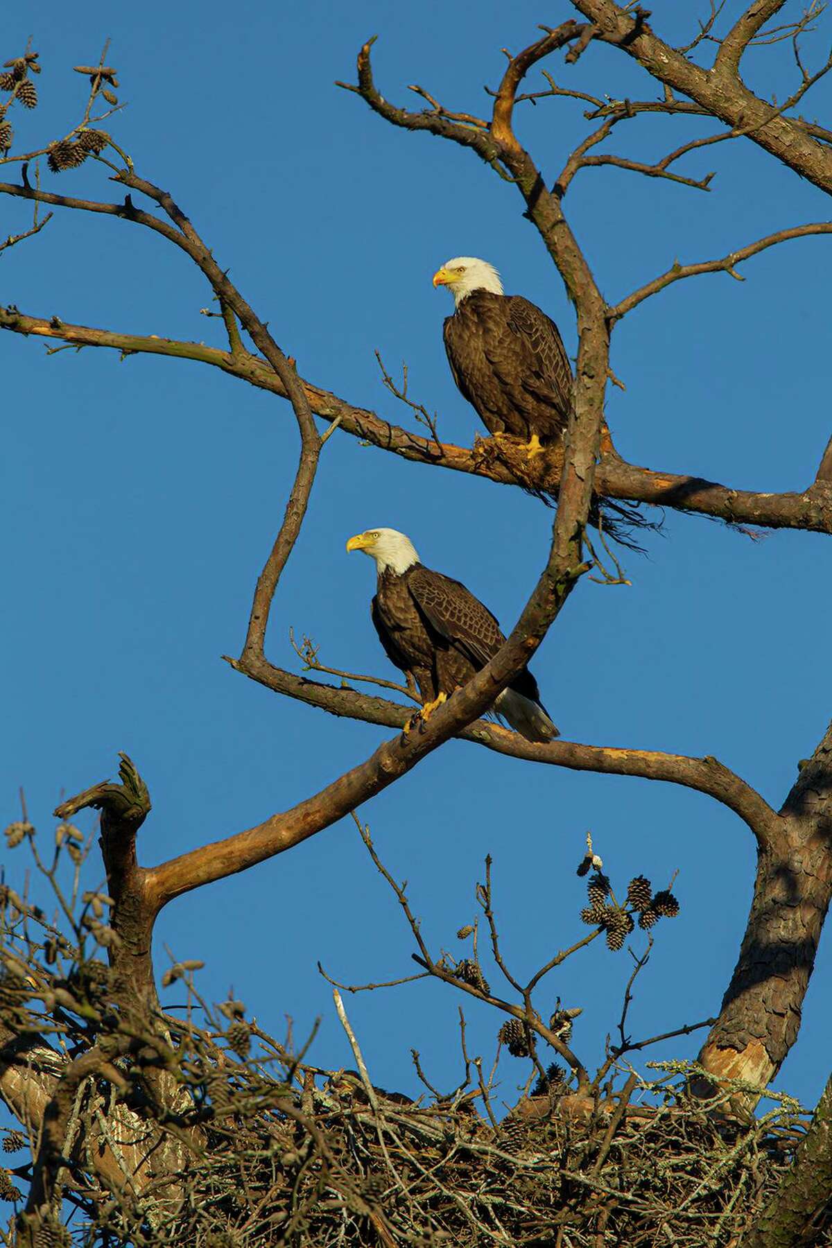 Houston Eagles Nest