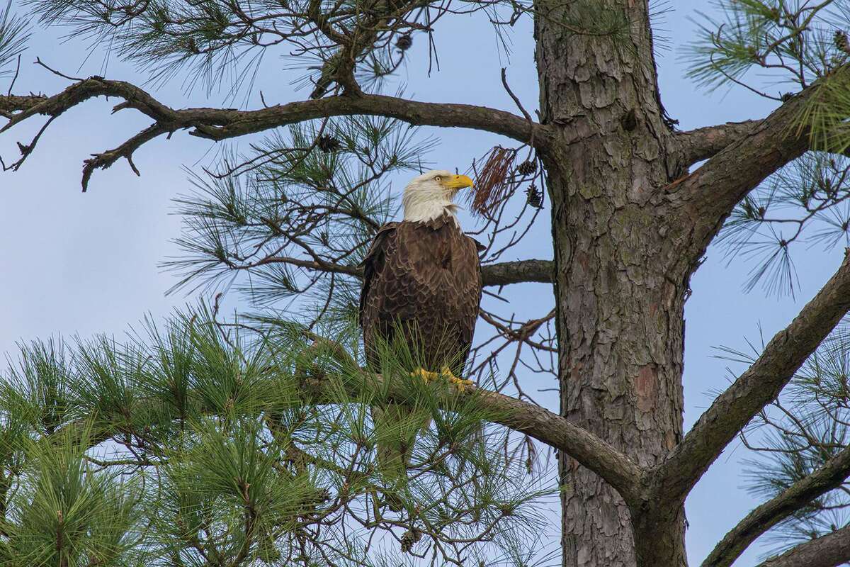 Local bald eagle appears on Today Show