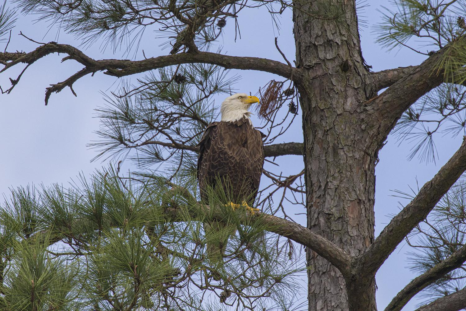 Bald Eagles Are Nesting In Houston Getting Ready For Chicks Heres Where To See Them 6925