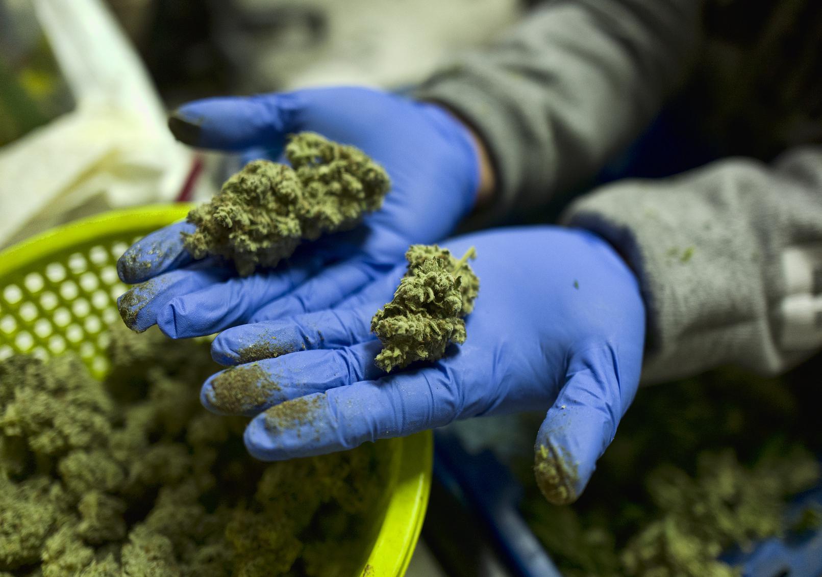 Marijuana has been legal in CT for a year, but still not for sale: 'They still have a lot to do' - Vimarsana News