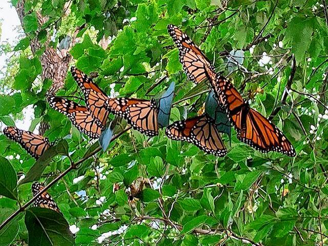 Reader photo: Butterfly bunch - Vimarsana News