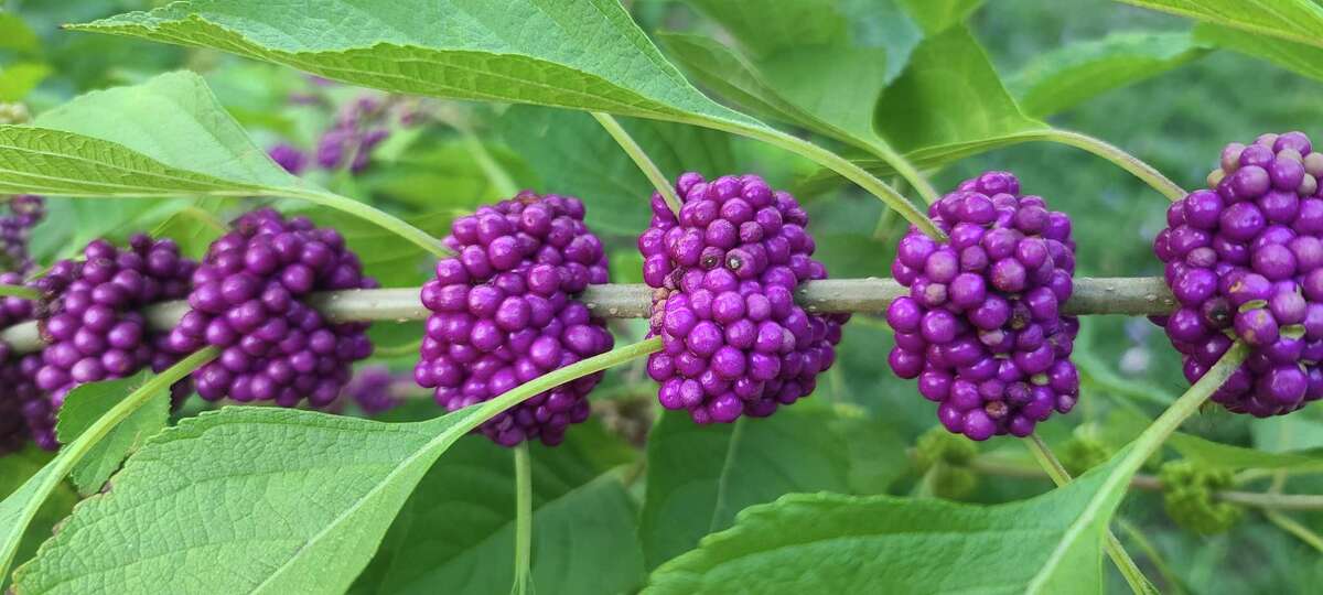 American beautyberry (Callicarpa americana) is a medium size deciduous shrub with striking purple berries int he fall.