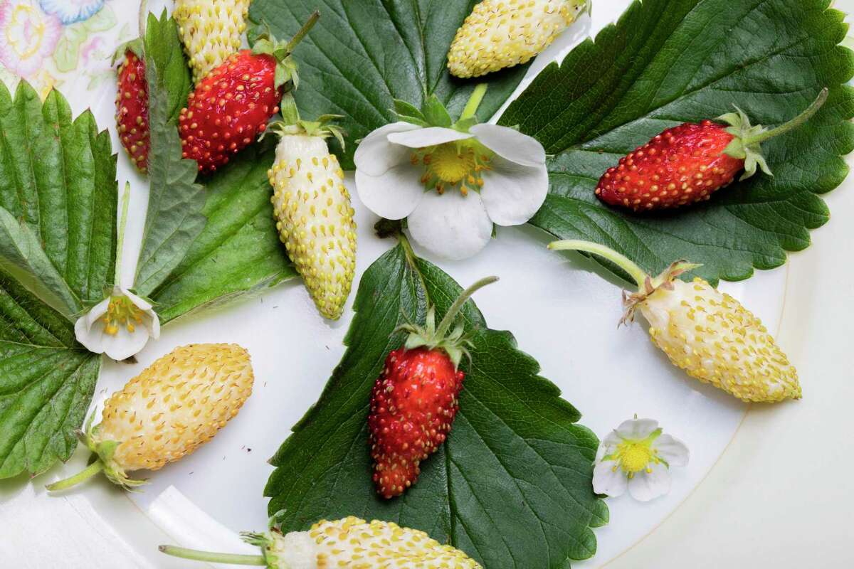 2021年9月，潘尼斯之家的草莓。
