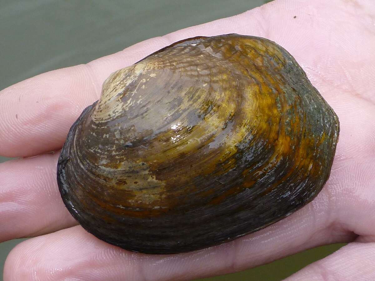 Three Types Of Mussels In Guadalupe River May Be Added To Endangered 