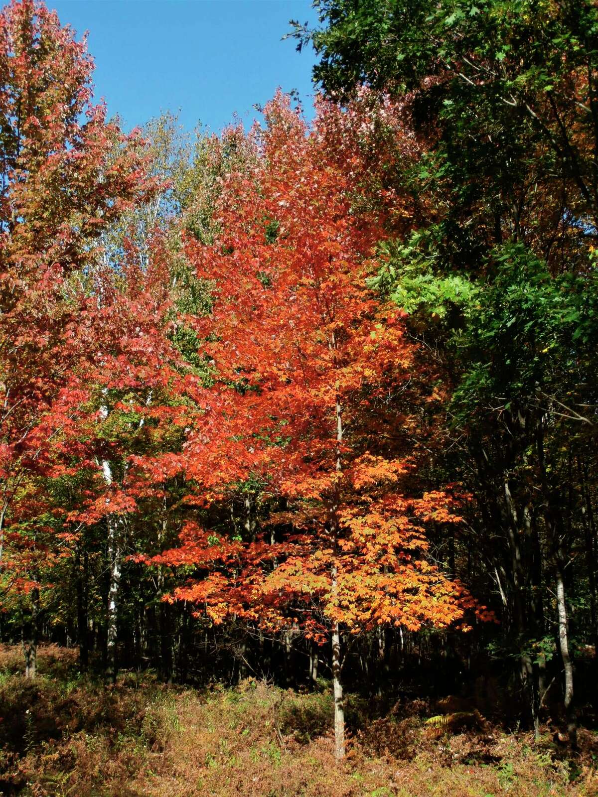 Guests will explore forests with maple, birch and aspen trees as well as meadows and prairies on a nature walk on Oct. 10 at McLean Nature Preserve. (Photo provided)