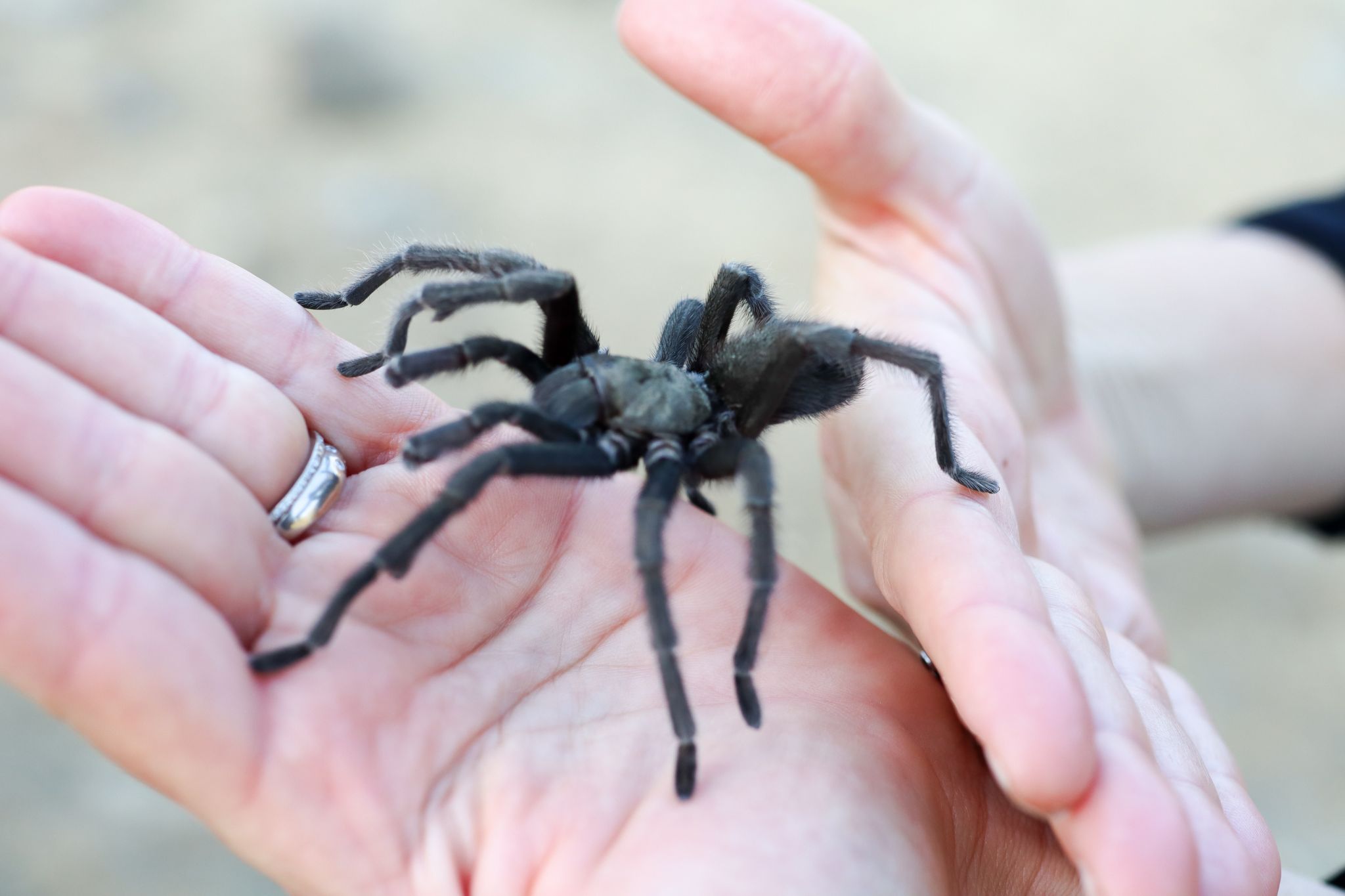 I risked my life on a tarantula hike so you don’t have to