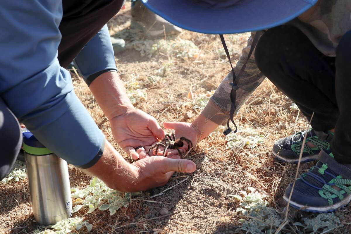 People on the walk are encouraged to safely pick up the tarantulas.