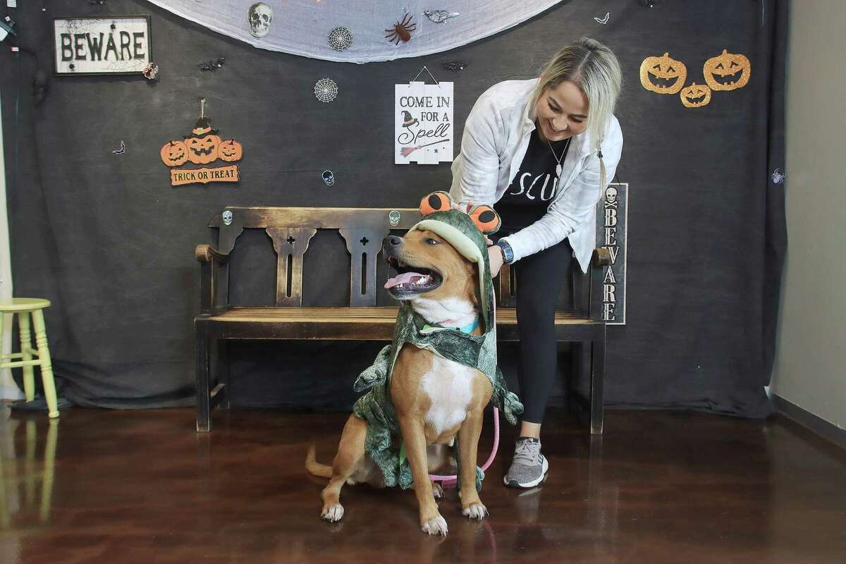 These Pasadena Shelter Pets Are Dressing Up For Halloween
