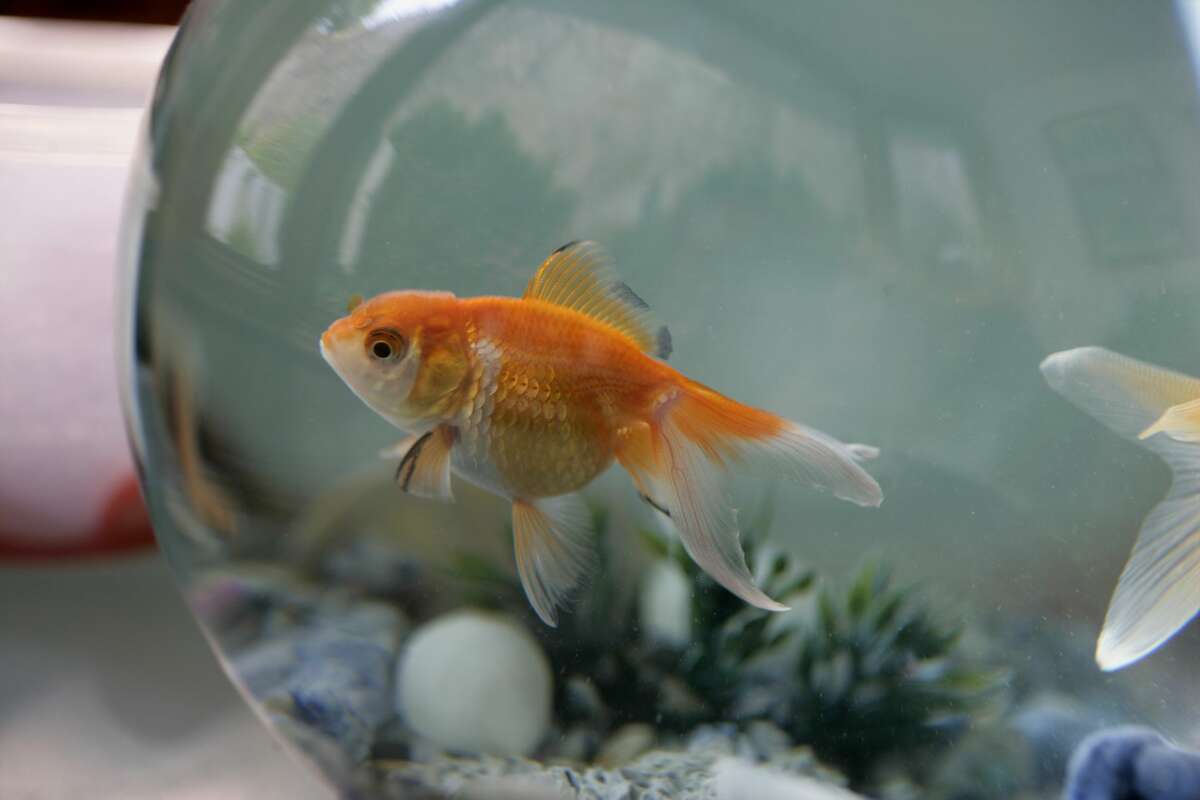 A stock image of a goldfish in a bowl.