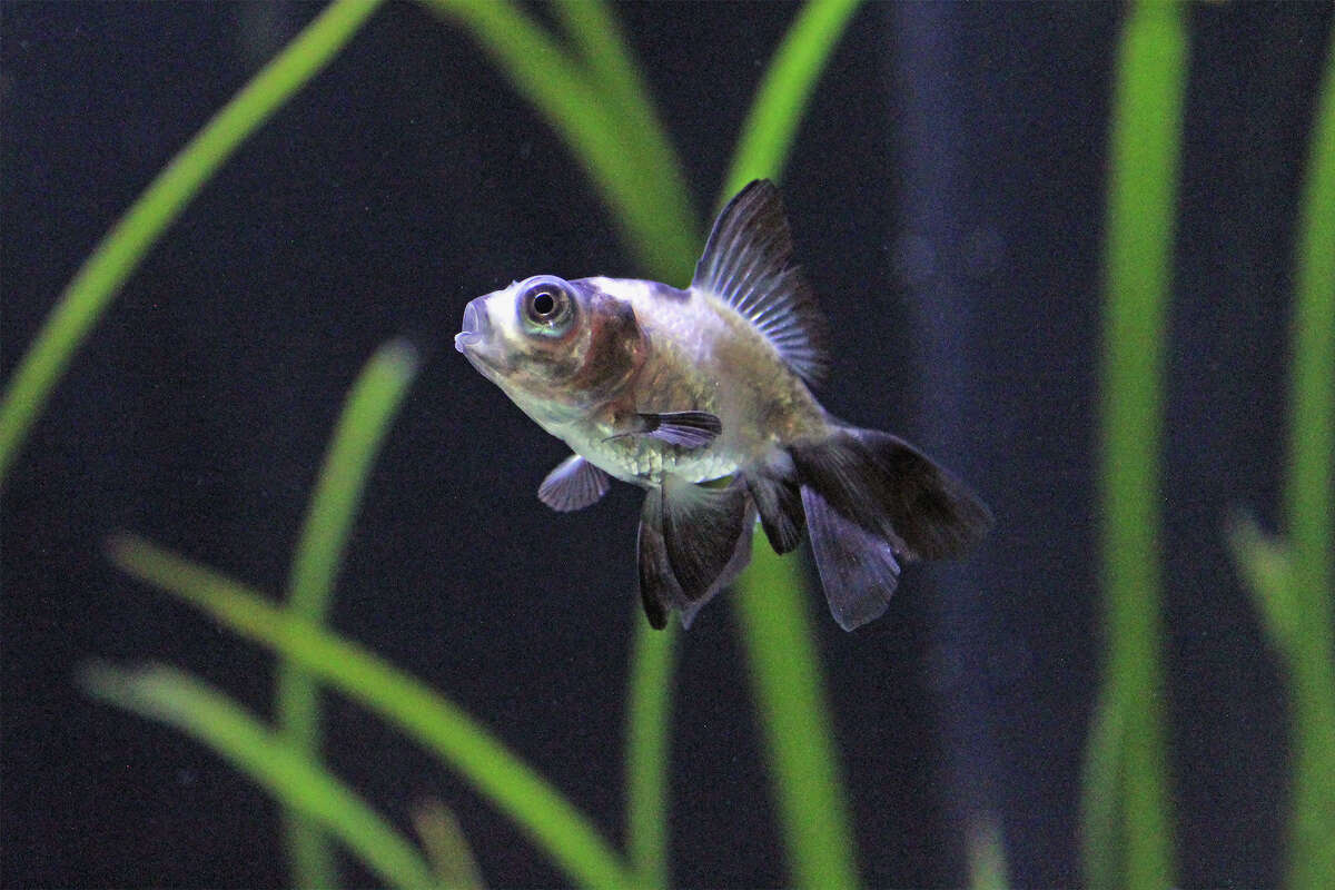 A new exhibit at the Maritime Aquarium in Norwalk, Conn. called "Think You Know Goldfish?" will bring guests through the cultural history of the fish, as well as debunk misconceptions and explain proper care practices. Pictured is a panda moor goldfish. 