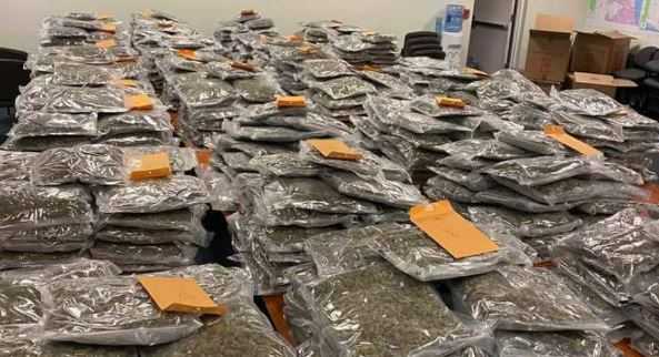 Florida sheriff's office looking to return $2 million worth of marijuana to rightful owner - Vimarsana News