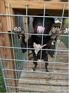 Connecticut's ties to 'brutal' interstate dogfighting ring, court documents show - Vimarsana News