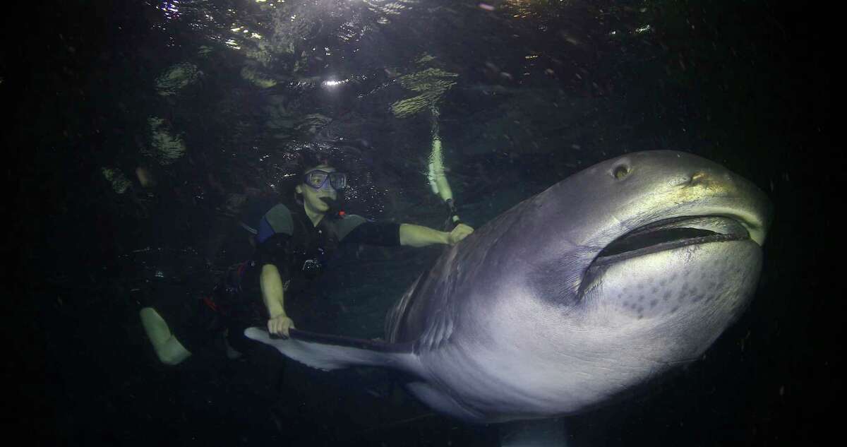 Paul Clerkin escorts a megamouth shark back to the deep after fitting a tracker on the animal.