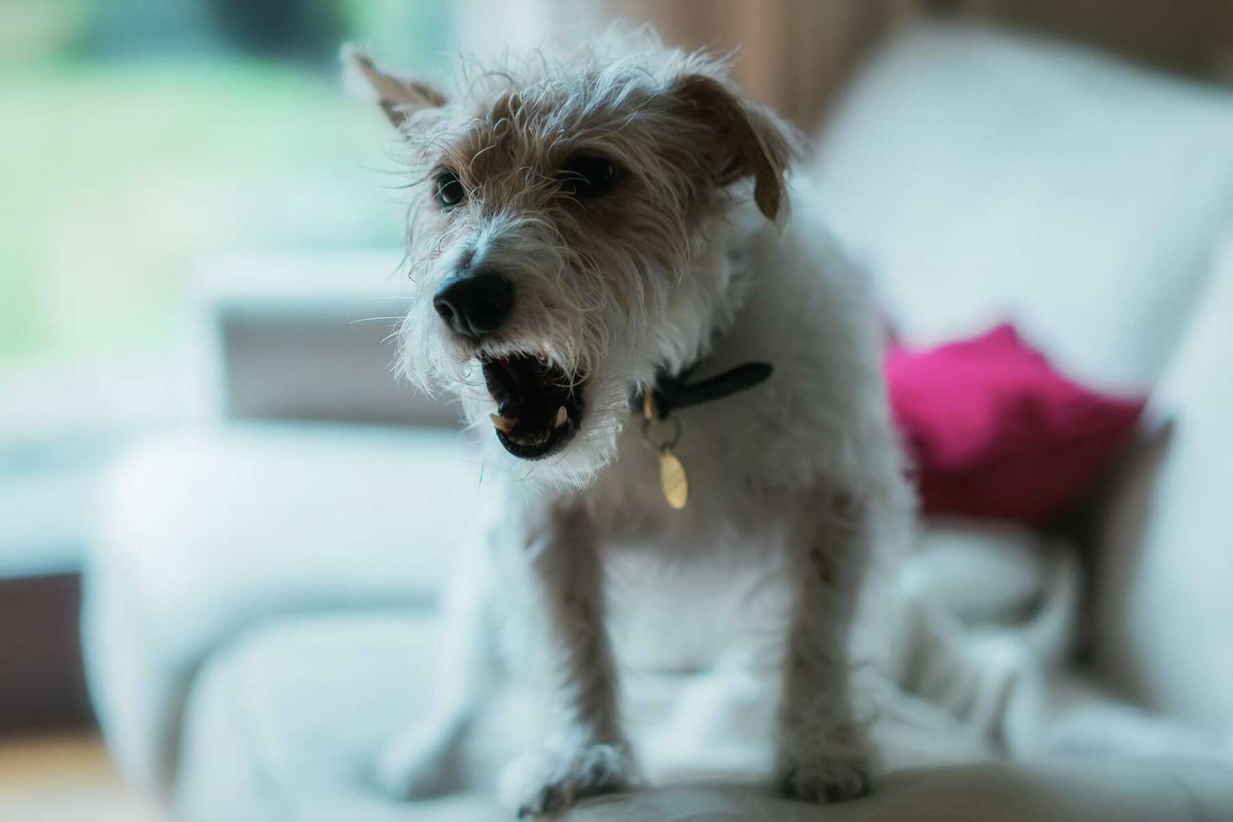 What To Do With A Dog That Barks Constantly