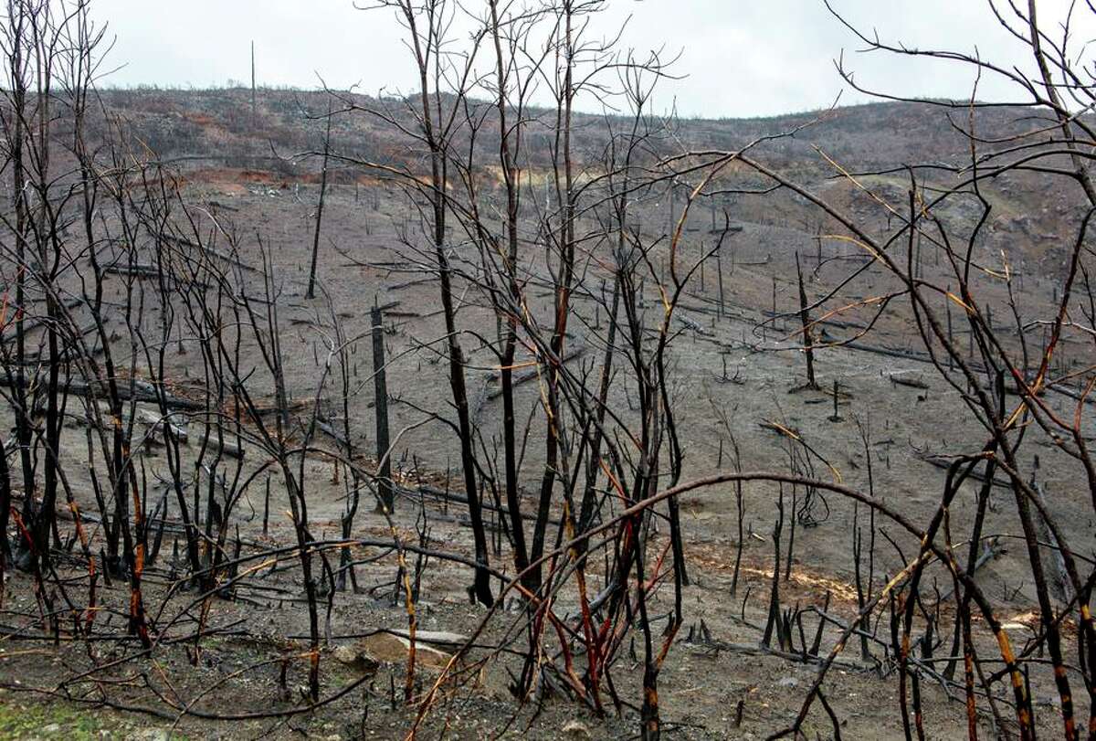 The Camp Fire left charred remains of trees in the area of the Camelot Equestrian Park on in Concow (Butte County).