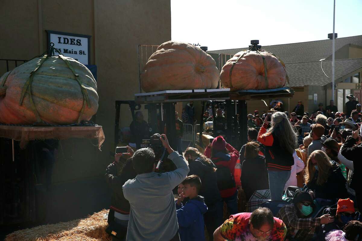 The final four pumpkins to be weighed are displayed for the crowd at the 48th Safeway World Championship Pumpkin Weigh-Off on Monday, October11,2021 in Half Moon Bay,, Calif.