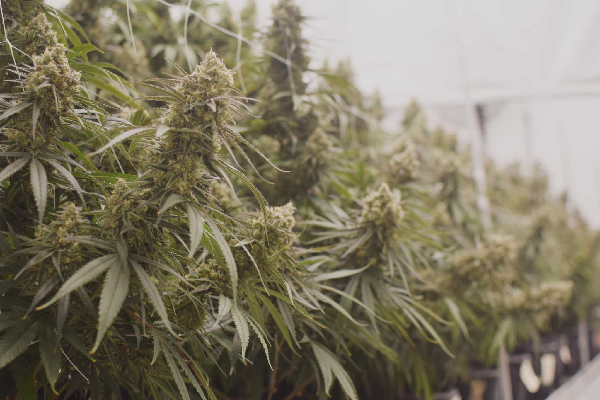 Medical marijuana taking off in Texas, but state restrictions are causing greater wait times and possibly prices - Vimarsana News