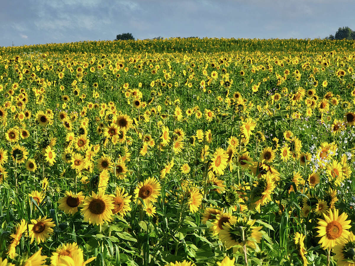 An abundance of yellow paints the horizon thanks to this field of sunflowers southwest of Bad Axe.