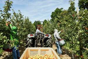 Glenmont apple distributor goes online to bring new apple varieties to rest of country