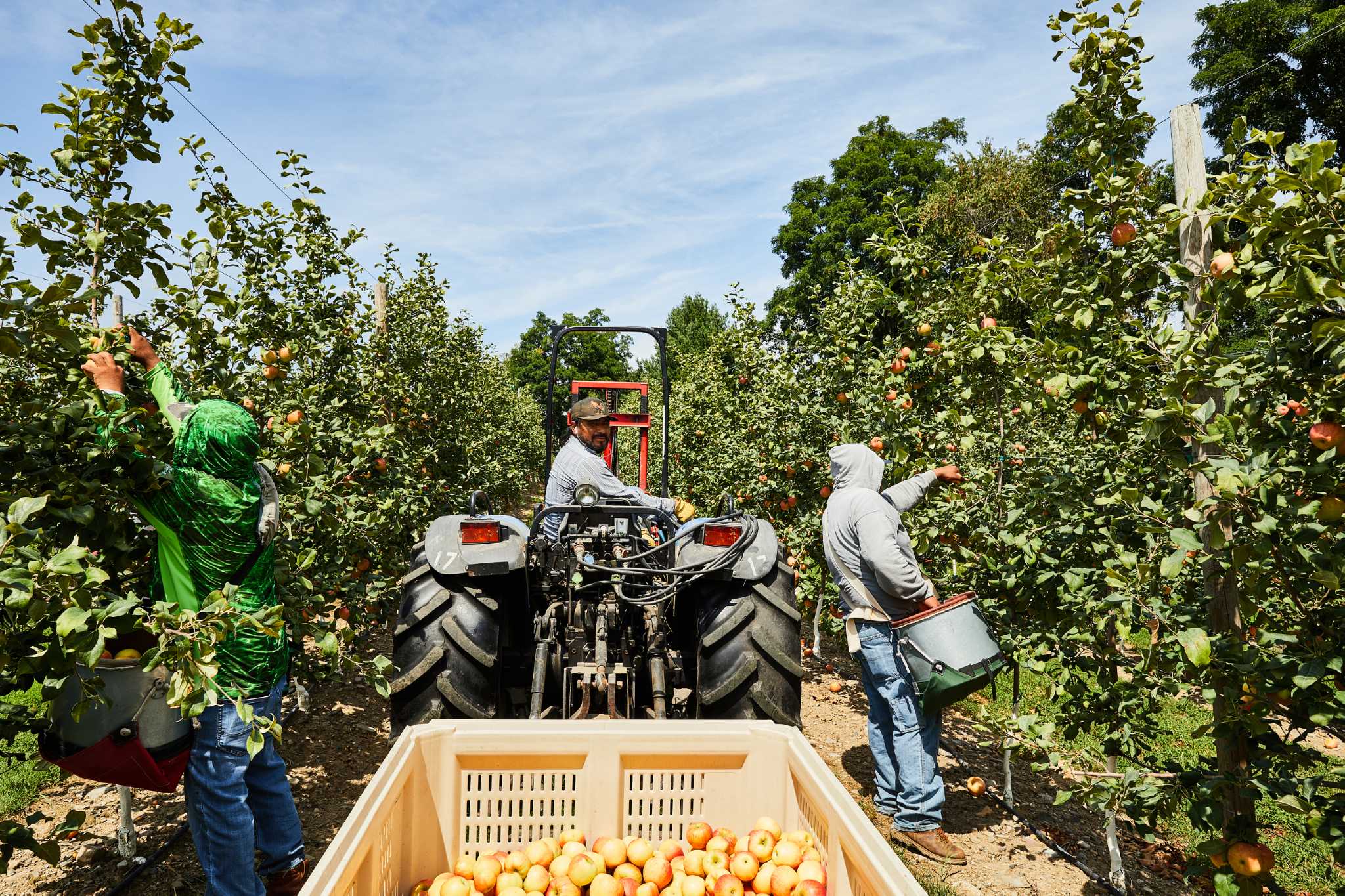 Glenmont apple distributor goes online to bring new apple varieties to rest of country - Vimarsana News