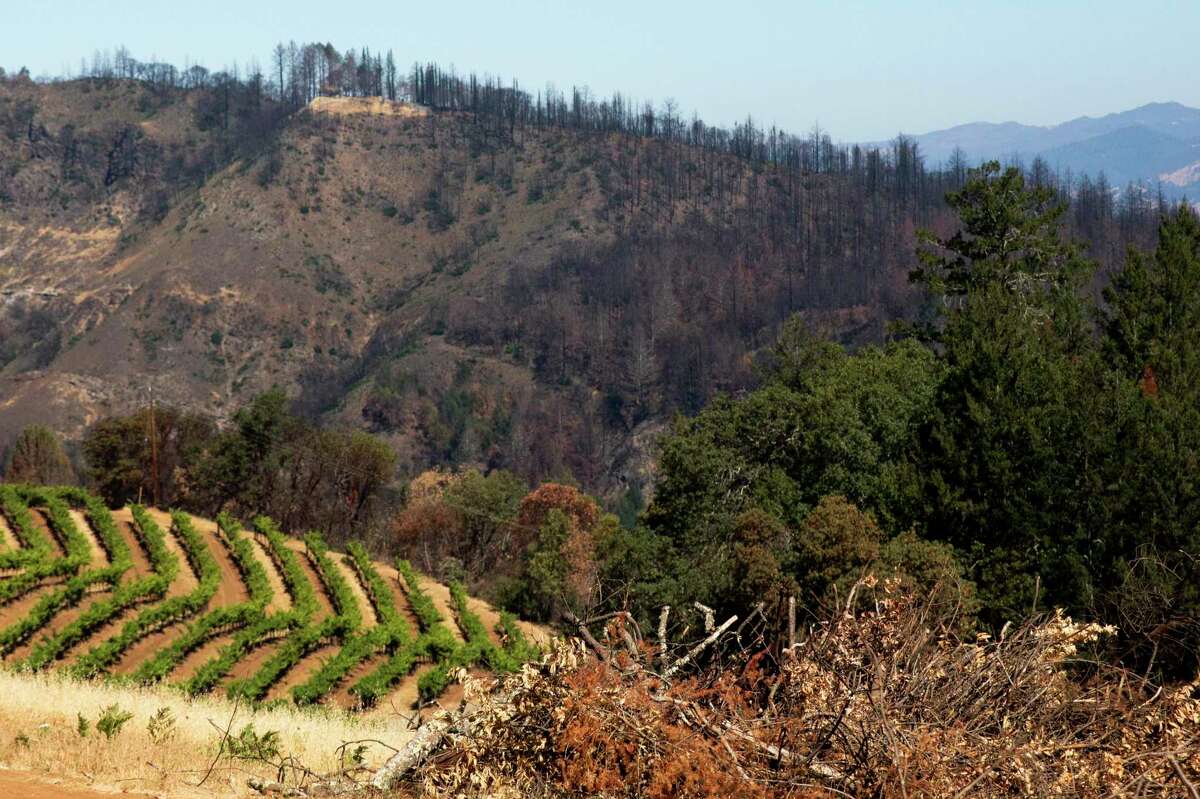 Piles of dried brush cleared from Smith-Madrone Vineyards sits against a landscape of a lush green vineyard and charred mountainside along Spring Mountain Road in St. Helena.