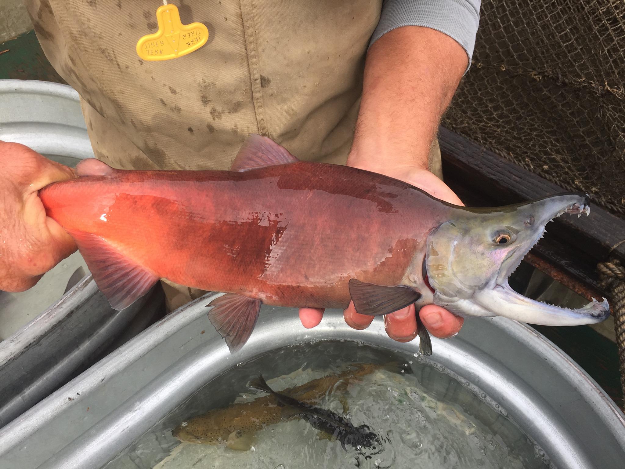 Why CT is trying to preserve kokanee salmon in Barkhamsted pond