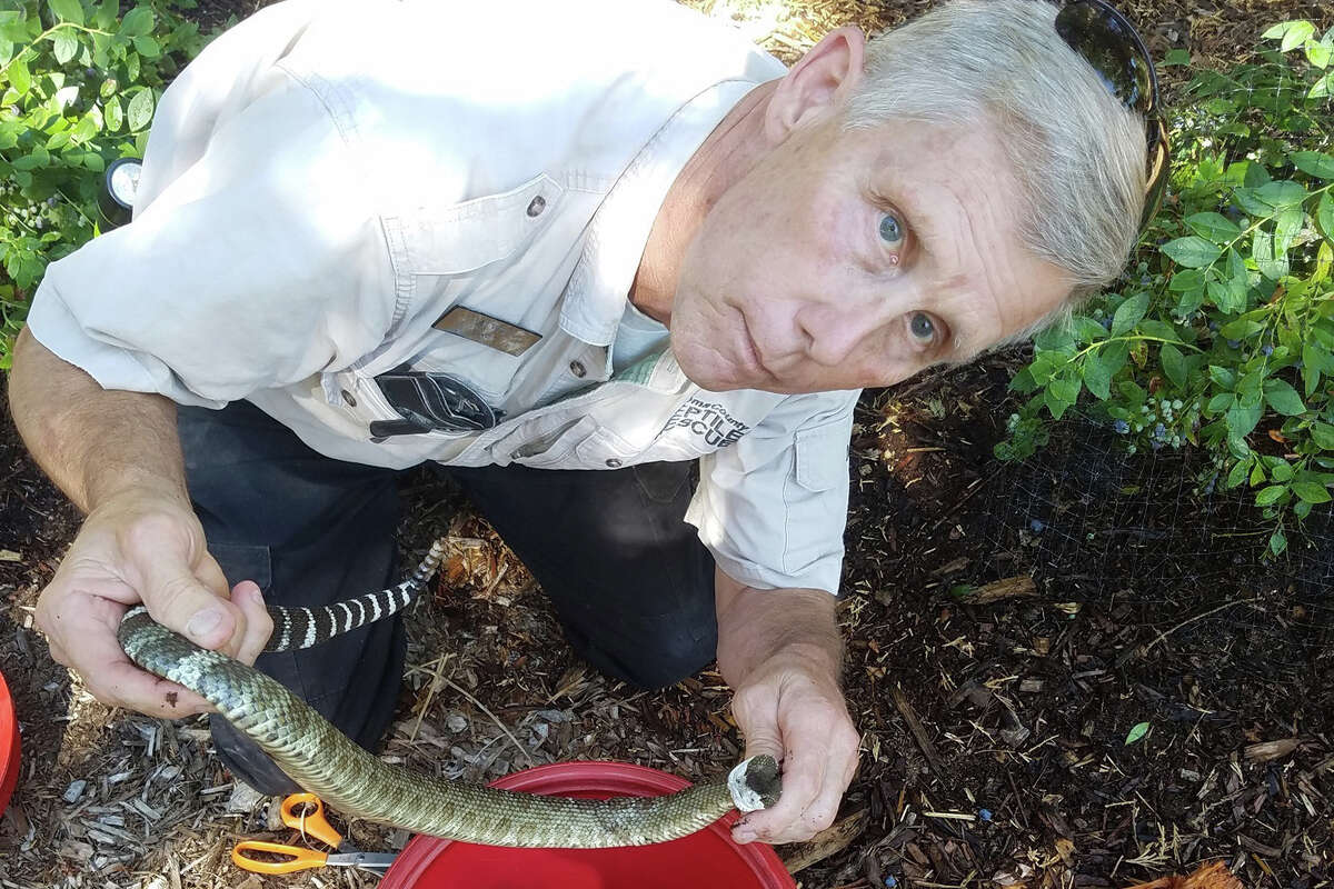 Al Wolf of Sonoma County Reptile Rescue poses with a snake in 2019. On Oct. 2, he retrieved nearly 100 snakes from a den under a Santa Rosa home.