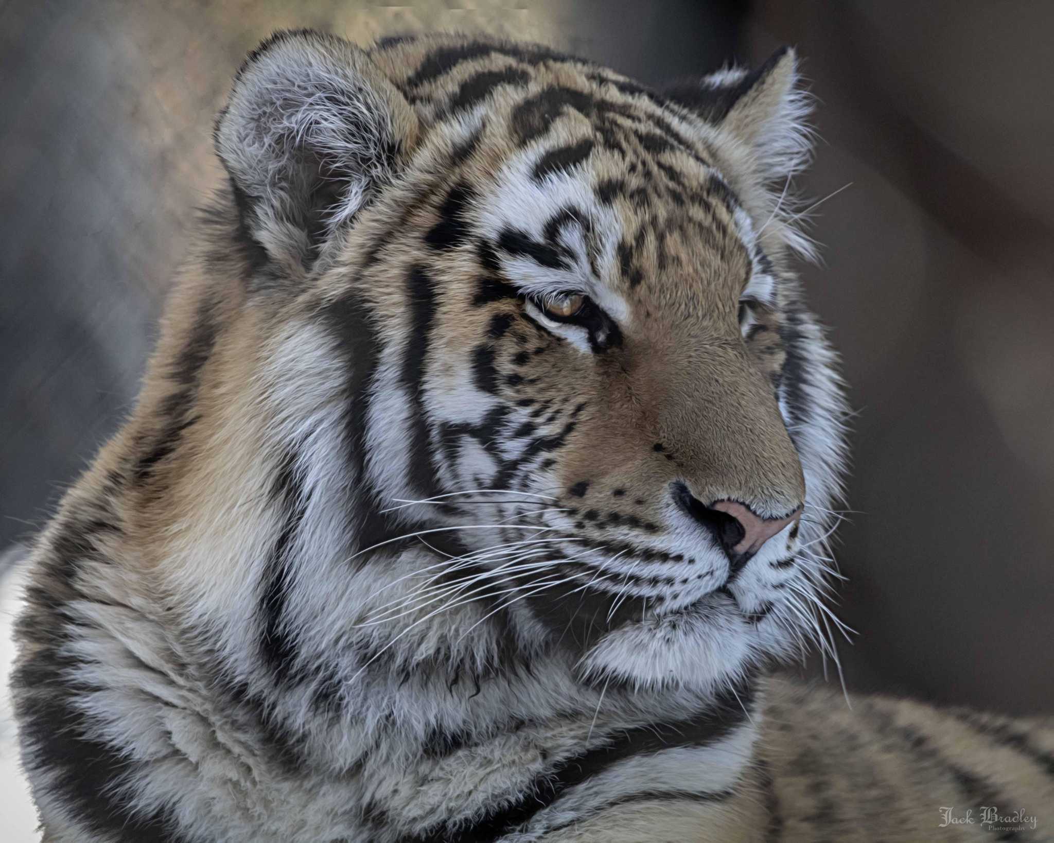 Amur tiger leaving Bridgeport's Beardsley Zoo - Vimarsana News