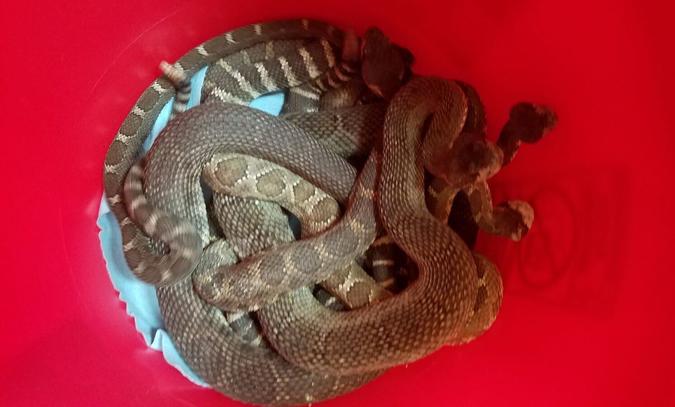 If that story about 92 rattlesnakes under a home got you curious, here's the FAQ for you - Vimarsana News