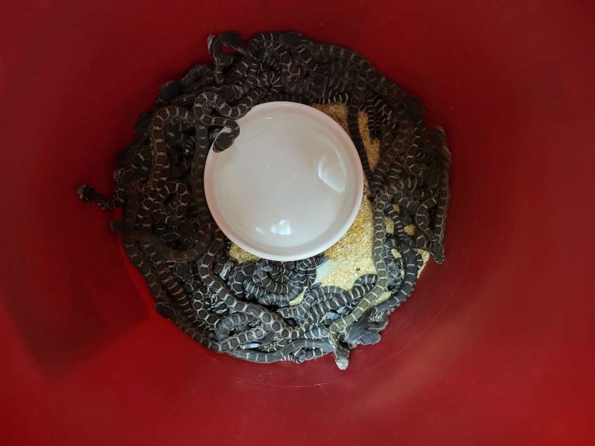 This photo shows some of the Northern Pacific rattlesnakes retrieved from underneath a Santa Rosa home by Al Wolf, the director of Sonoma County Reptile Rescue. Wolf said he retrieved 92 snakes in total, including both babies and adults.