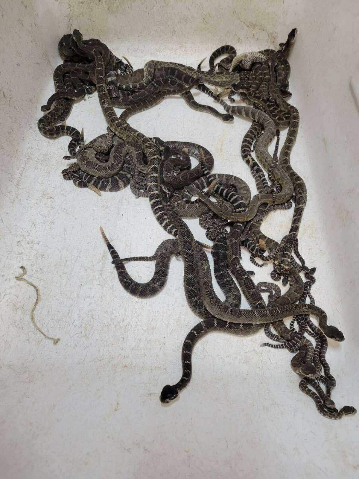 92 rattlesnakes retrieved from under Santa Rosa home