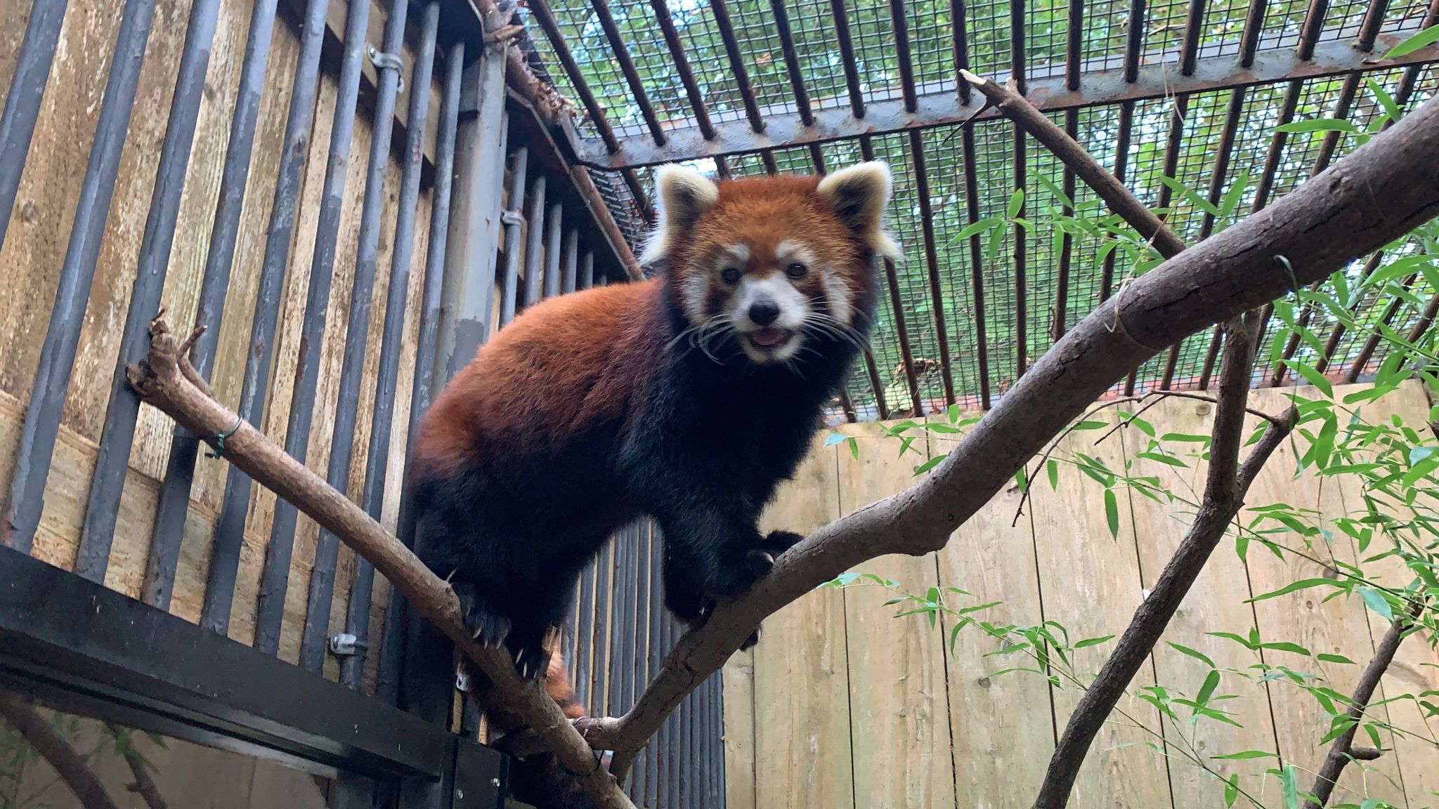 Pneumonia Killed Red Panda At Utica Zoo Necropsy Finds