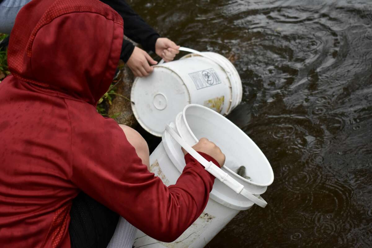 On Oct. 14, students from Big Rapids Middle School helped Harrietta Hills Trout Farm release young fish into the Muskegon River using buckets.