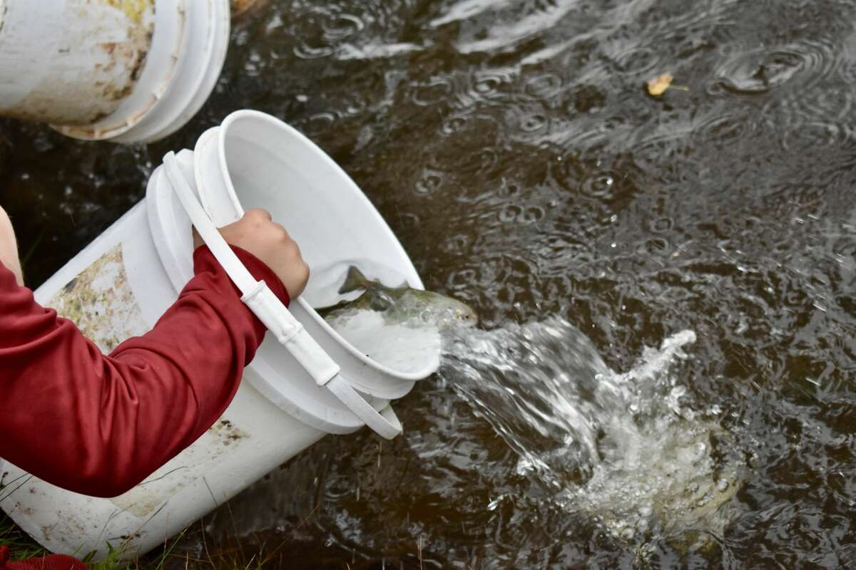 On Oct. 14, students from Big Rapids Middle School helped Harrietta Hills Trout Farm release young fish into the Muskegon River using buckets.