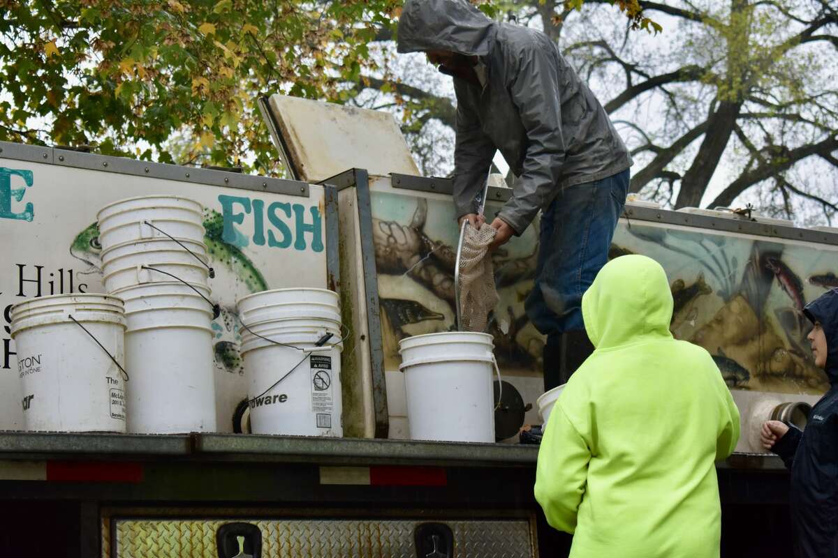 On Oct. 14, students from Big Rapids Middle School helped Harrietta Hills Trout Farm release young fish into the Muskegon River using buckets.