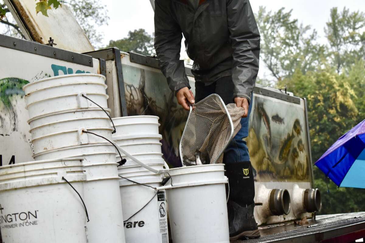 On Oct. 14, students from Big Rapids Middle School helped Harrietta Hills Trout Farm release young fish into the Muskegon River using buckets.