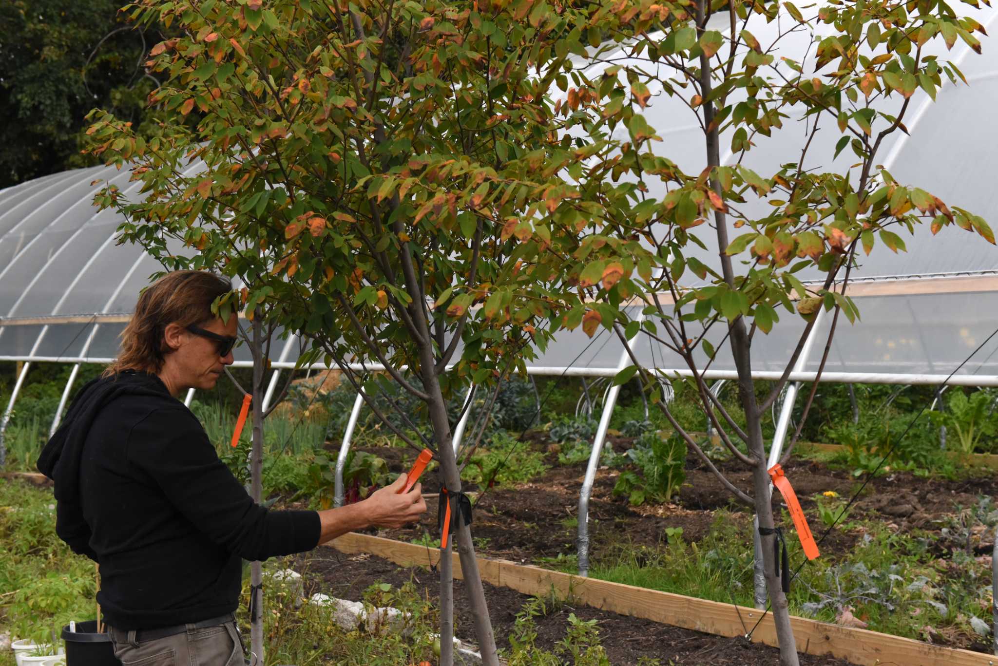 One answer to South End's environmental injustice? Trees - Vimarsana News