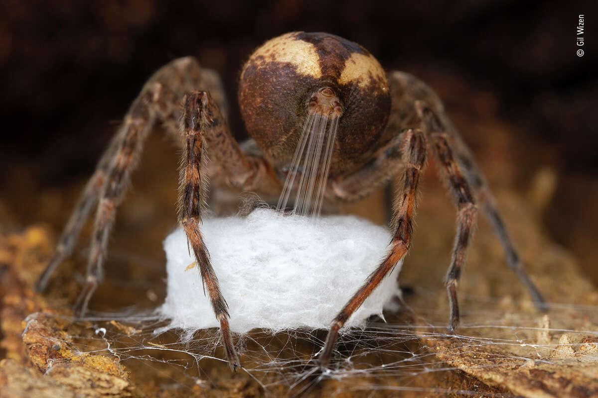 Images gagnantes du concours Photographe animalier de l'année du Musée d'histoire naturelle.