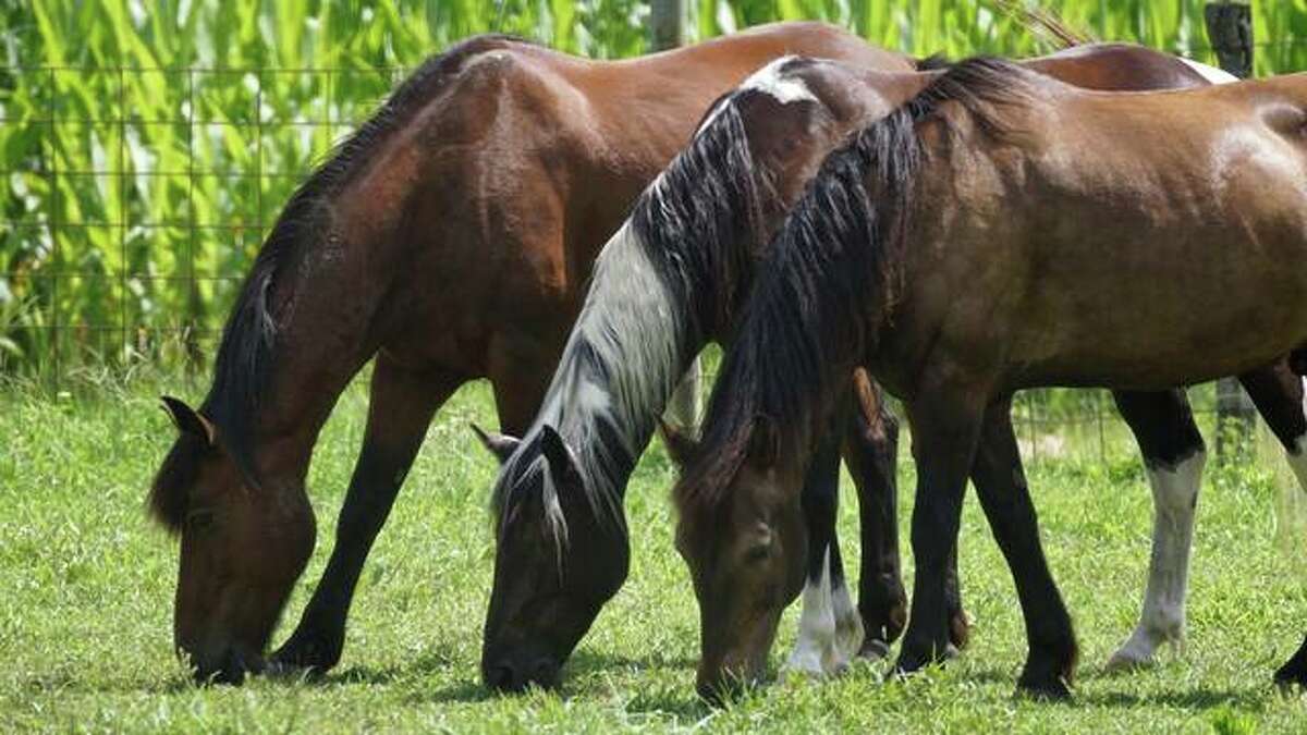 Wild mustangs graze at the Legendary Mustang Sanctuary in Alhambra.