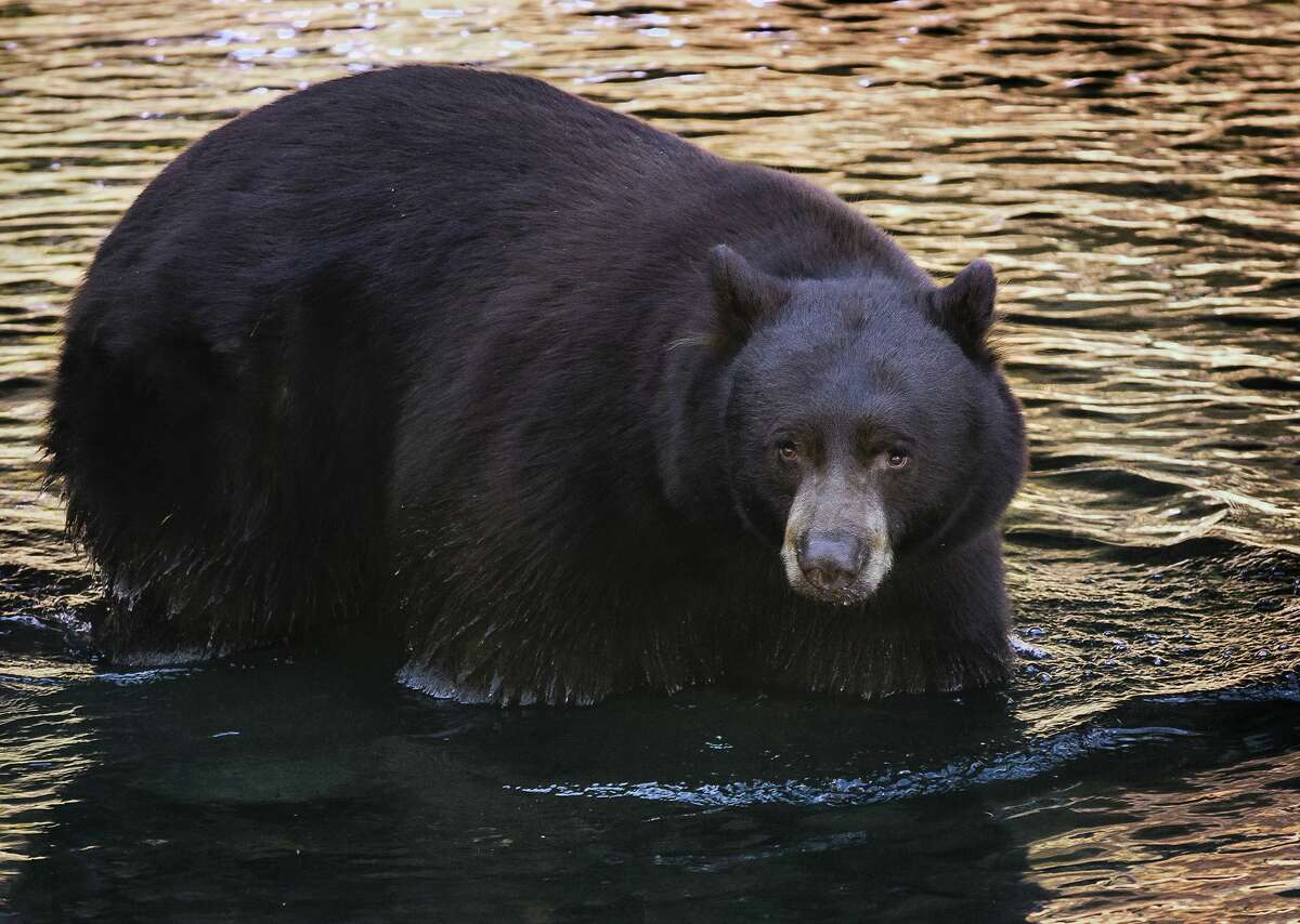 A black bear travels through the water at Taylor Creek, South Lake Tahoe, Calif. This week, California Fish and Wildlife officials revealed the tragic fate of Tahoe's notorious Safeway Bear.