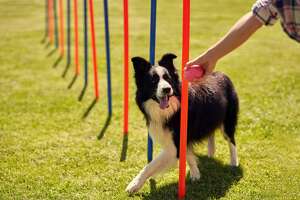 6 activities that can help your dog lose weight