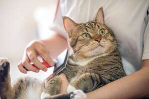 Essential preventative care for cats