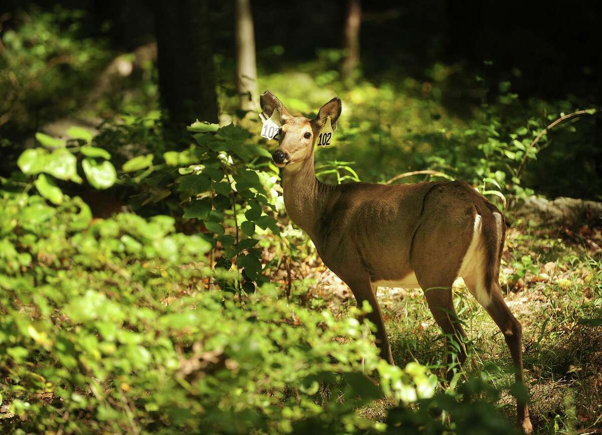 Sporting ear tags, a female deer is among the diverse wildlife living on the Remington Woods property in Bridgeport, Conn. on Monday, September 21, 2015.