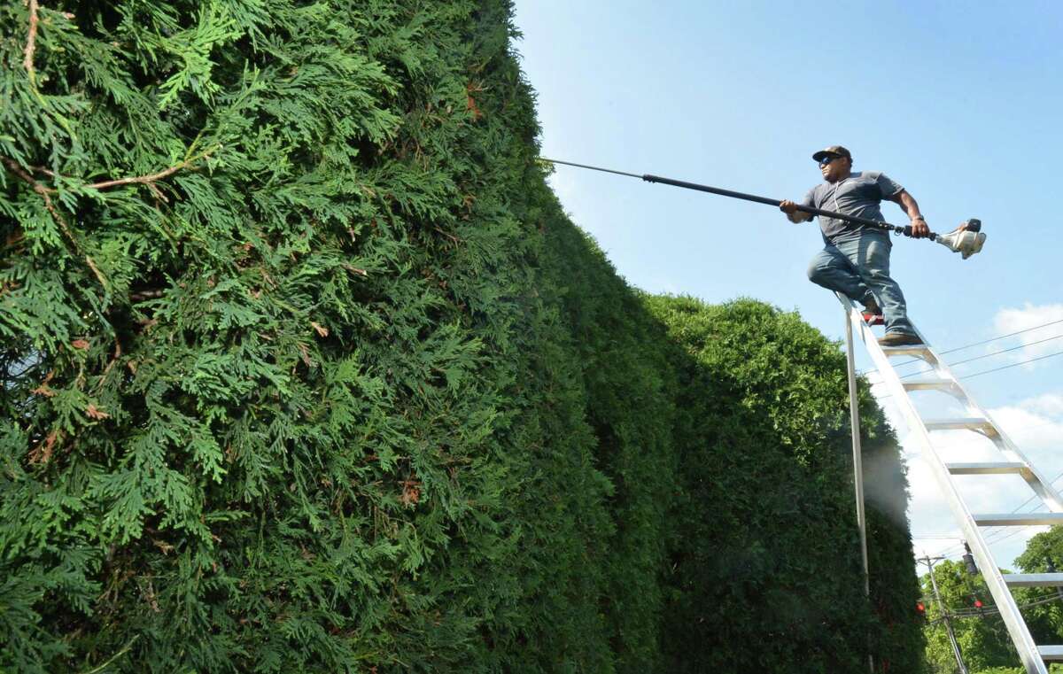 A Damato Landscaping uses a trimmer in July 2017 to groom a hedge in Norwalk, Conn.